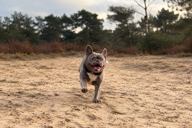 Hond tijdens het Maui kwartaalpakket